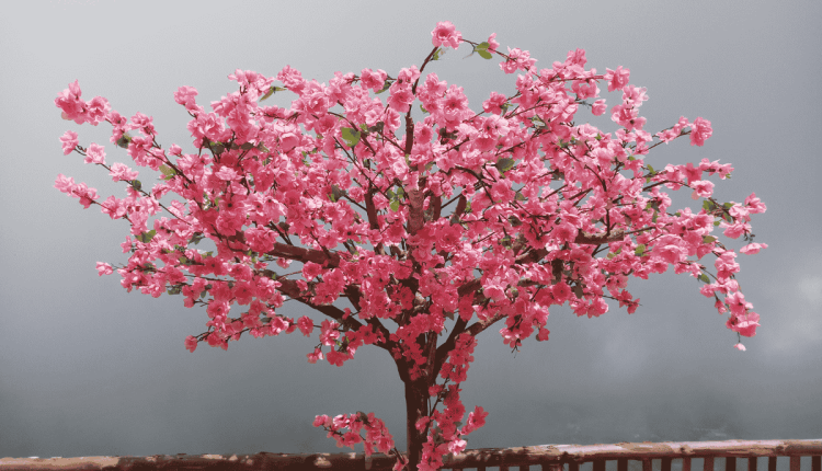 كيفية زراعة شجرة الساكورا